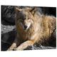 Pixxprint HBVs_4760_80x60 ruhender schöner Wolf mit braunem Fell MDF-Holzbild im Bretterlook Wanddekoration, bunt, 80 x 60 x 2 cm