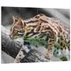 Pixxprint HBVs_4773_80x60 exotische Marmorkatze in der Wildnis MDF-Holzbild im Bretterlook Wanddekoration, bunt, 80 x 60 x 2 cm