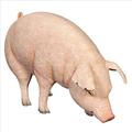 Design Toscano Schweinefigur in Lebensgröße Göttliches Schwein Sammlerstücke-Figuren, Glas, Mehrfarbig, 51 x 127 x 80 cm