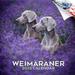 2023 2024 Weimaraner Calendar - Dog Breed Monthly Wall Calendar - 12 x 24 Open - Thick No-Bleed Paper - Giftable - Academic Teacher s Planner Calendar Organizing & Planning - Made in USA