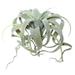 Vickerman 463543 - 10.5" Tillandsia Pick X 23 (FE172301) Home Office Picks and Sprays