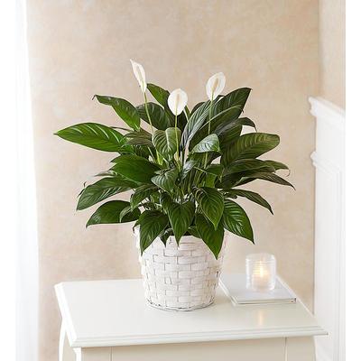 1-800-Flowers Everyday Gift Delivery Peace Lily Plant For Sympathy Small | Happiness Delivered To Their Door