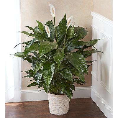1-800-Flowers Everyday Gift Delivery Peace Lily Plant Large