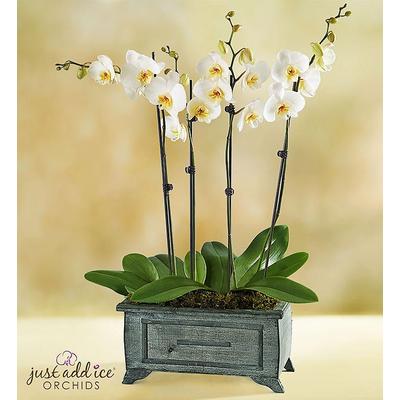 1-800-Flowers Plant Delivery Rustic White Orchid Garden Large Plant | Happiness Delivered To Their Door