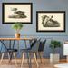 Ashton Wall Décor LLC 'Audubon's Brown Pelican' Framed Painting Print Paper in Brown/Gray | 19.75 H x 27.75 W x 1 D in | Wayfair 4264