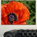 Design Art 'Close-Up View of Poppy Flower' Photographic Print on Wrapped Canvas Metal in Red | 16 H x 32 W x 1 D in | Wayfair PT12982-32-16