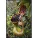 East Urban Home 'Low's Pitcher Plant Pitcher, Sabah, Borneo, Malaysia' Framed Photographic Print in White | 36 H x 24 W x 1.5 D in | Wayfair