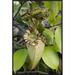 East Urban Home 'Pitcher Plant Pitcher, Brunei, Borneo, Indonesia' Framed Photographic Print in Green | 30 H x 20 W x 1.5 D in | Wayfair