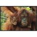 East Urban Home 'Sumatran Orangutan Mother w/ Young, Gunung Leuser National Park, Northern Sumatra | 16 H x 24 W x 1.5 D in | Wayfair