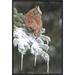 East Urban Home 'Eastern Screech Owl Red Morph' Framed Photographic Print in Brown/Gray | 24 H x 16 W x 1.5 D in | Wayfair EAAC7671 39223062