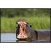 East Urban Home 'Hippopotamus Male Displaying, Moremi Game Reserve, Okavango Delta, Botswana' Framed Photographic Print in White | Wayfair