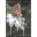 East Urban Home 'Eastern Screech Owl Red Morph' Framed Photographic Print in Brown/Gray | 30 H x 20 W x 1.5 D in | Wayfair EAAC7671 39223063