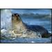 East Urban Home 'Northern Elephant Seal Female' Framed Photographic Print in White | 24 H x 36 W x 1.5 D in | Wayfair EAAC7463 39222378