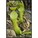 East Urban Home 'Reinwardt's Pitcher Plant Pitchers, Sarawak, Borneo, Malaysia' Framed Photographic Print in Green/Indigo | Wayfair