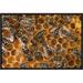 East Urban Home 'Honey Bee Colony on Honeycomb, North America ' Framed Photographic Print on Canvas in Gray/Yellow | 16 H x 24 W x 1.5 D in | Wayfair