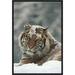 East Urban Home 'Siberian Tiger Portrait' Framed Photographic Print on Canvas in Brown/White | 30 H x 20 W x 1.5 D in | Wayfair EAUB4926 38517931