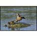 East Urban Home 'Mallard Mother w/ Ducklings, Europe ' Framed Photographic Print on Canvas in Brown | 20 H x 30 W x 1.5 D in | Wayfair