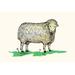 Buyenlarge 'Sheep' by Queen Holden Painting Print in White | 24 H x 36 W x 1.5 D in | Wayfair 0-587-27905-2C2436