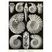 Buyenlarge Ammonites by Ernst Haeckel - Graphic Art Print in White | 36 H x 24 W x 1.5 D in | Wayfair 0-587-64539-LC2436