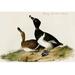 Buyenlarge Ring Necked Duck by John James Audubon - Unframed Print in White | 24 H x 36 W x 1.5 D in | Wayfair 0-587-64689-LC2436