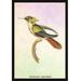 Buyenlarge 'Hummingbird Trochilus Chalybeus' by Sir William Jardine Framed Painting Print in Brown/Green/Yellow | 36 H x 24 W x 1.5 D in | Wayfair