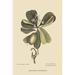 Buyenlarge Bahama Titmous by Mark Catesby - Graphic Art Print in Green | 42 H x 28 W x 1.5 D in | Wayfair 0-587-30660-2C2842