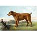 Buyenlarge Irish Terrier by Vero Shaw - Print in Brown/Green | 44 H x 66 W x 1.5 D in | Wayfair 0-587-29172-9C4466