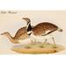 Buyenlarge Little Bustard by John Gould - Unframed Graphic Art Print in Brown | 28 H x 42 W x 1.5 D in | Wayfair 0-587-64772-LC2842