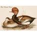 Buyenlarge Red Crested Duck by John Gould - Unframed Graphic Art in Brown | 28 H x 42 W x 1.5 D in | Wayfair 0-587-64768-LC2842