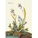 Buyenlarge Field Sparrow by John James Audubon Painting Print in Brown/Green | 36 H x 24 W x 1.5 D in | Wayfair 0-587-03563-3C2436