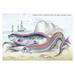 Buyenlarge Hawkins Gymnetrus & Red Band Fish by Robert Hamilton Painting Print in Green/Pink | 24 H x 36 W x 1.5 D in | Wayfair 0-587-09297-1C2436