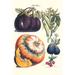 Buyenlarge Vegetables Eggplant Raddish Pumpkin Gourd Pepper & Okra by Philippe-Victoire Levêque De Vilmorin - Graphic Art Print in White | Wayfair