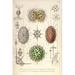 Buyenlarge Dorataspis w/ Haliommatidium & Didymocyrtis Ceratospyris by Ernst Haeckel - Graphic Art Print in White | 36 H x 24 W x 1.5 D in | Wayfair