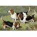 Buyenlarge Basset Hounds by Vero Shaw - Wrapped Canvas Graphic Art Print Canvas in White | 24 H x 36 W x 1.5 D in | Wayfair 0-587-29188-5C2436