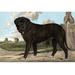 Buyenlarge Mastiff - Print in White | 24 H x 36 W in | Wayfair 0-587-29169-9C2436