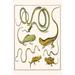 Buyenlarge 'Snakes & Lizards' by Albertus Seba Graphic Art in White | 36 H x 24 W x 1.5 D in | Wayfair 0-587-29716-6C2436