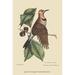 Buyenlarge Golden Winged Woodpecker by Catesby - Graphic Art Print in Brown/Green | 42 H x 28 W x 1.5 D in | Wayfair 0-587-30578-9C2842