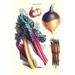 Buyenlarge Vegetables Rhubard Carrot Onion Turnip by Philippe - Victoire Levêque De Vilmorin - Graphic Art Print in White | Wayfair