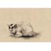 Buyenlarge 'Domestic Cat' by Kano Painting Print in White | 24 H x 36 W x 1.5 D in | Wayfair 0-587-32653-0C2436