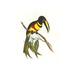 Buyenlarge 'Many-Banded Aricari' by John Gould Graphic Art in Black/Green/Yellow | 30 H x 20 W x 1.5 D in | Wayfair 0-587-29226-1C2030