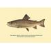 Buyenlarge The Brook Trout (Showing Dark or Early Spring Coloration) by H.H. Leonard Graphic Art in Gray | 44 H x 66 W x 1.5 D in | Wayfair