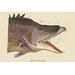 Buyenlarge 'Great Hog Fish' by Catesby Graphic Art in White | 24 H x 36 W x 1.5 D in | Wayfair 0-587-30374-3C2436