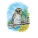 Buyenlarge The Barred Owl by Theodore Jasper Painting Print in Blue/Gray/Green | 42 H x 28 W x 1.5 D in | Wayfair 0-587-03812-8C2842