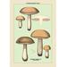 Buyenlarge Unwholesome Fungi: Bitter Boletus Graphic Art in Brown/Green | 42 H x 28 W x 1.5 D in | Wayfair 0-587-04888-3C2842
