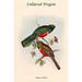 Buyenlarge Trogon Collaris Collared Trogon by John Gould - Graphic Art Print in Green/Red | 42 H x 24 W x 1.5 D in | Wayfair 0-587-31831-7C2842