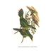 Buyenlarge 'White Throated Toucanet' by John Gould Graphic Art in Brown/Green | 30 H x 20 W x 1.5 D in | Wayfair 0-587-29293-8C2030