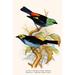 Buyenlarge Superb Tanager Paradise Tanager - Graphic Art Print in Black/Blue/Green | 36" H x 24" W x 1.5" D | Wayfair 0-587-29582-1C2436