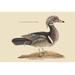 Buyenlarge 'Summer Duck' by Catesby Graphic Art in Gray | 28 H x 42 W x 1.5 D in | Wayfair 0-587-30736-6C2842