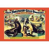 Buyenlarge Troupe of Marvelously Educated Sea Lions & Seals: Adam Forepaugh & Sells Brothers Shows Vintage Advertisement | Wayfair