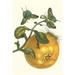 Buyenlarge 'Pomelo Fruit w/ Urania Moth' by Maria Sibylla Merian Graphic Art in Green/Yellow | 36 H x 24 W in | Wayfair 0-587-28746-2C2842